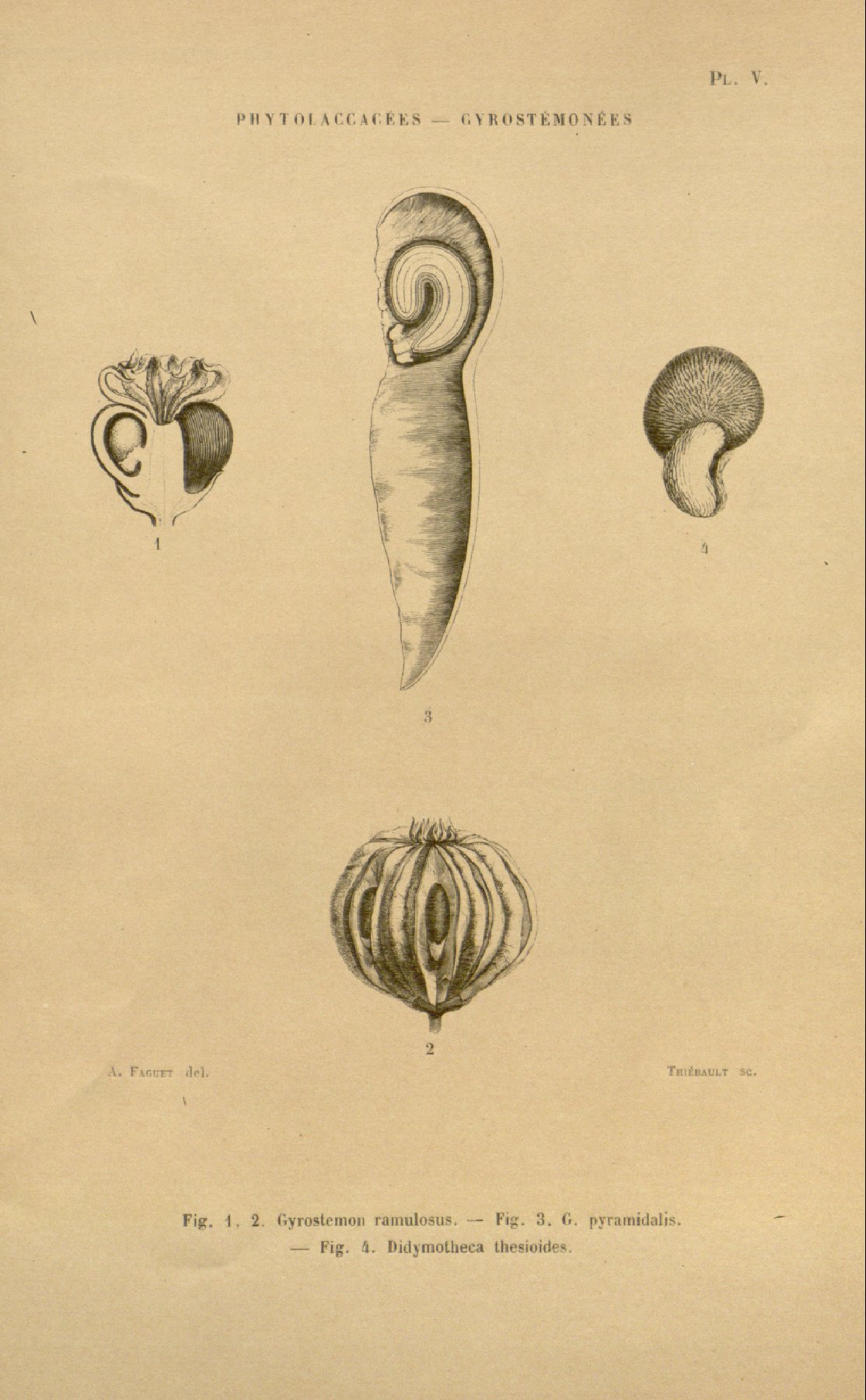 Gyrostemonaceae Plants Wiki Fandom powered Wikia