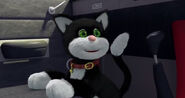 jess the cat teddy