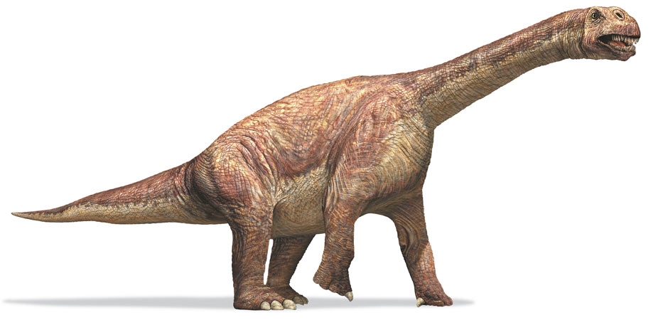 Resultado de imagen de camarasaurus