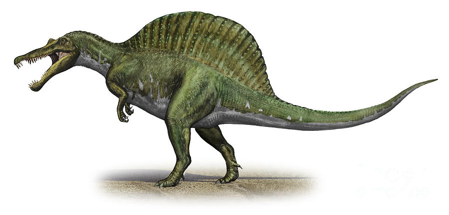 Resultado de imagen para Spinosaurus aegyptiacus