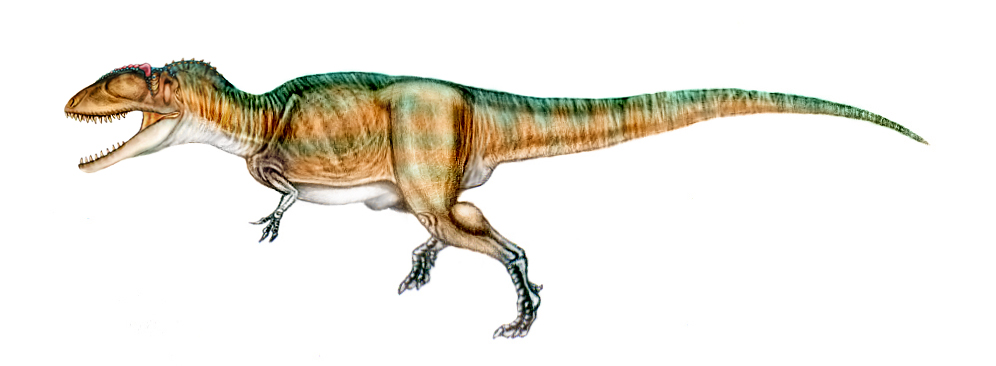 Resultado de imagen de # Carcharodontosaurus Saharicus