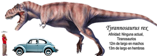 T rex