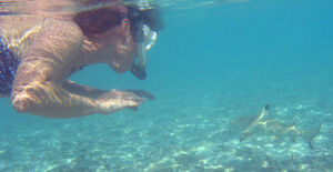 Snorkeler with blacktip reef shark