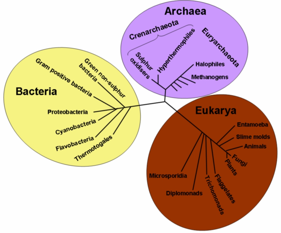 Category:Branches of psychology | Psychology Wiki | Fandom powered by Wikia