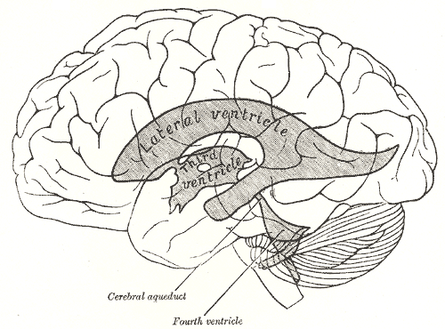 Cerebral Ventricles Psychology Wiki Fandom Powered By Wikia