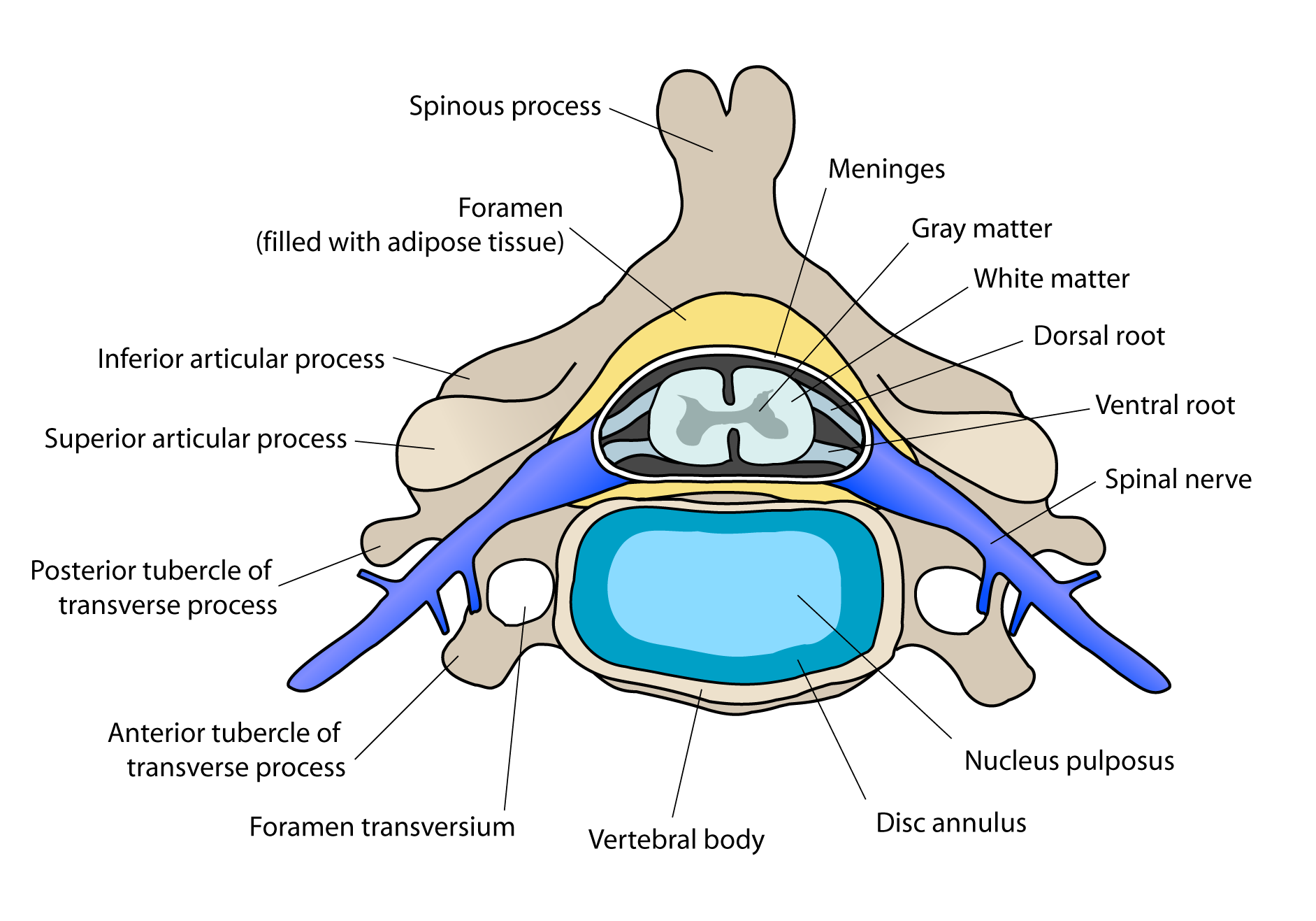 Ventral roots | Psychology Wiki | Fandom powered by Wikia
