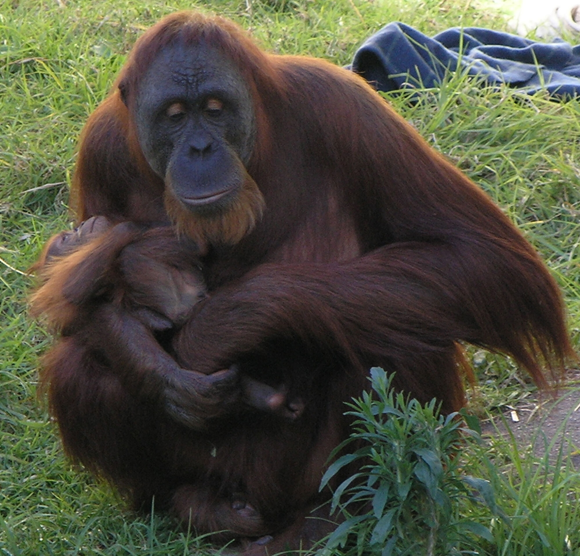 Orangutan Psychology Wiki Fandom Powered By Wikia