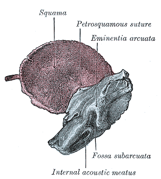 auditory meatus auditory meatus