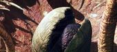 SarlaccBeak-ROTJ.jpg
