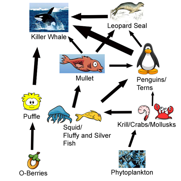 Image - Antarctic Food Web.png | Puffleville Wiki | FANDOM powered by Wikia