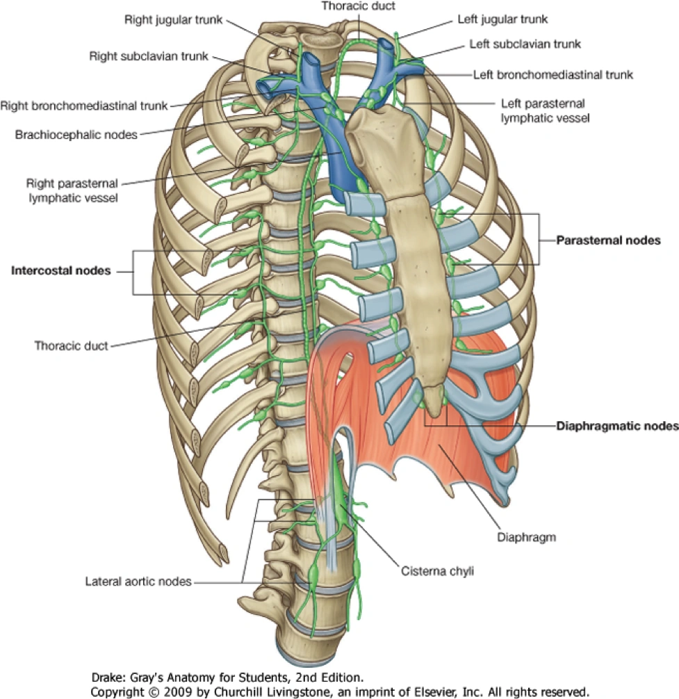 Thorax:Lymphatics:Intrathoracic nodal groups | RANZCRPart1 Wiki