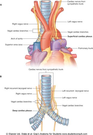 Thorax:Nerves:Cardiac plexus | RANZCRPart1 Wiki | FANDOM ... diagram of aorta and trachea 