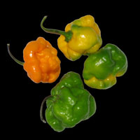 bonnet scotch pepper recipes dry wikia