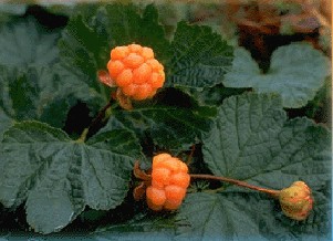 cloudberry wikia recipes