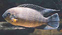 Tilapia