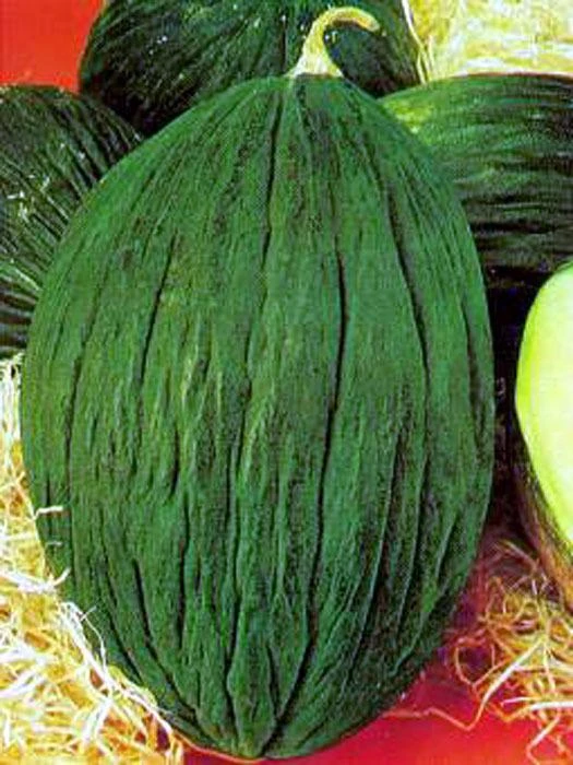 Spanish melon Recipes Wiki Fandom powered by Wikia