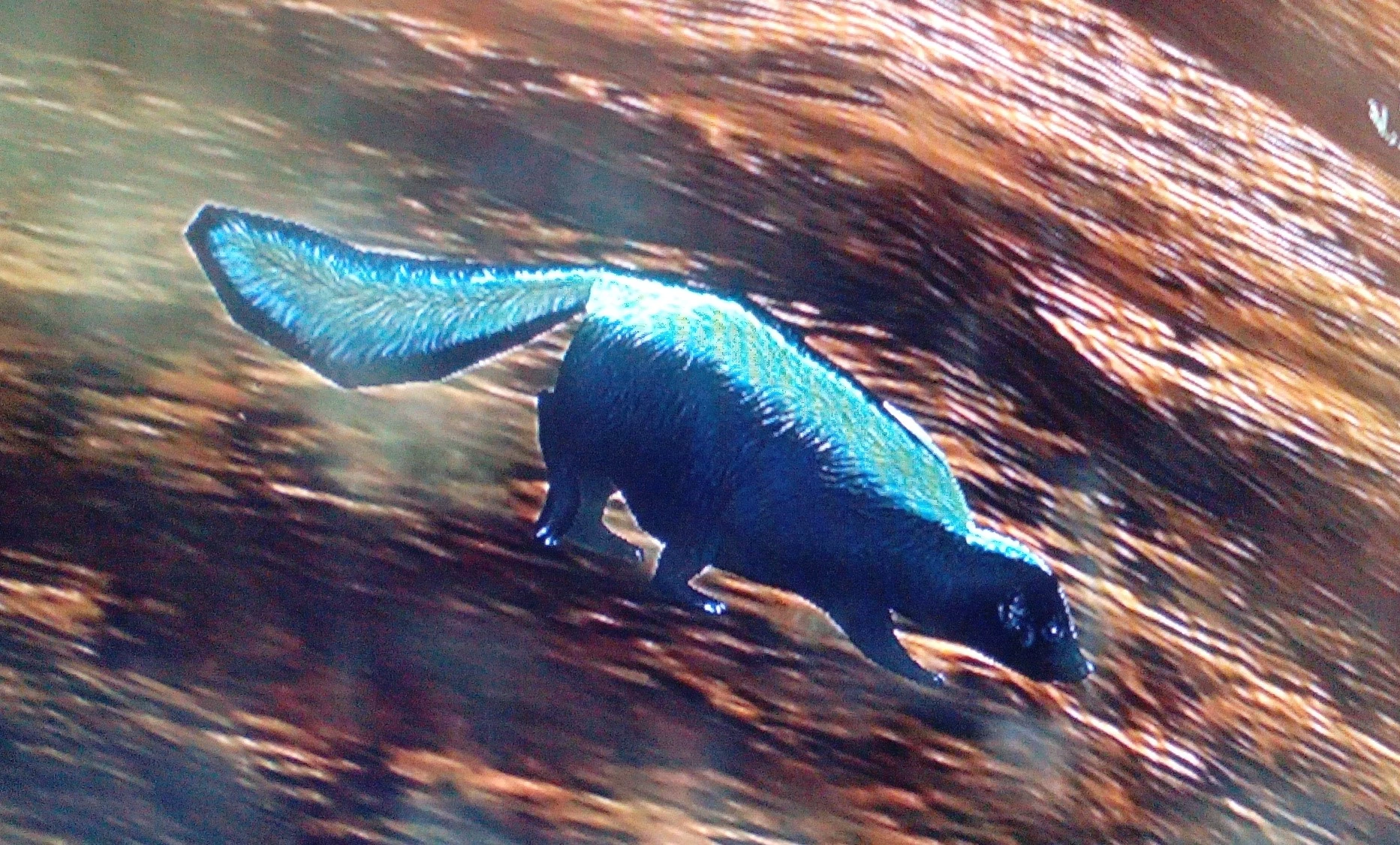 Stinktiere | Red Dead Redemption Wiki | FANDOM powered by Wikia