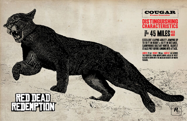 File:Cougar.jpg