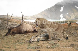 Leon cavernario 2.png