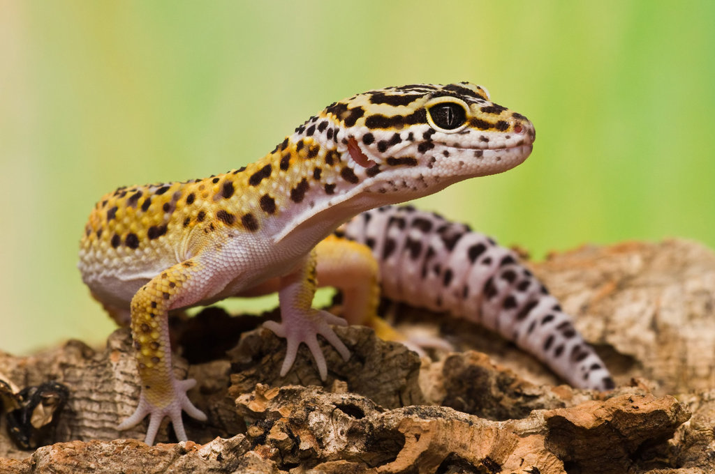 Gecko Leopardo Wiki Reino Animalia FANDOM powered by Wikia
