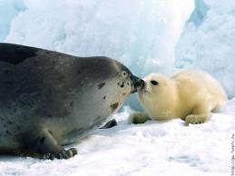 Focas.jpg