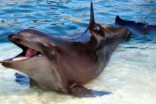 Animales híbridos mas impresionantes del mundo