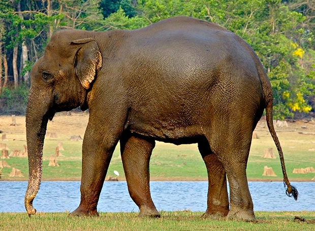 India