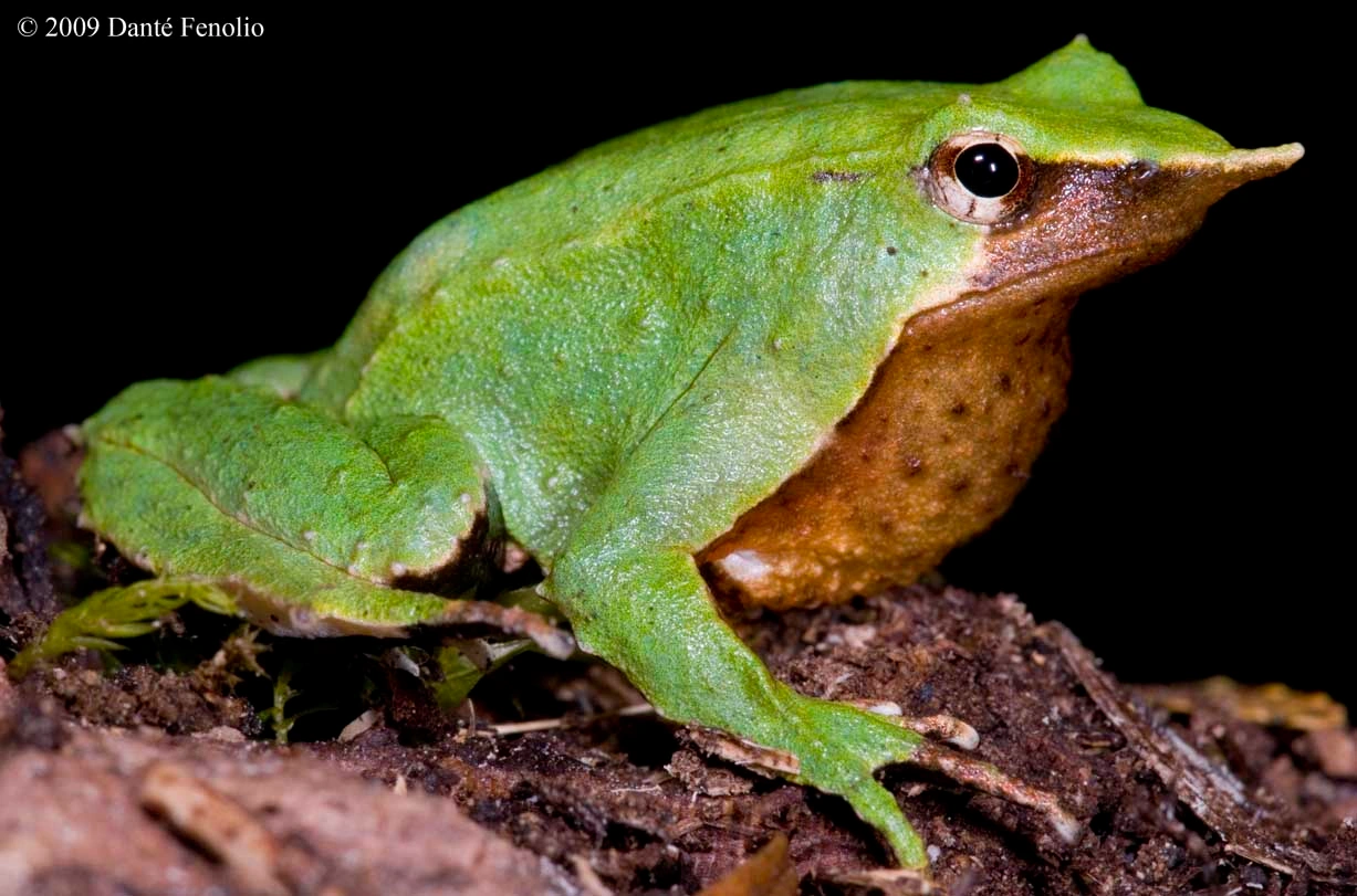 Ranita de Darwin Wiki Reino Animalia Fandom powered by Wikia