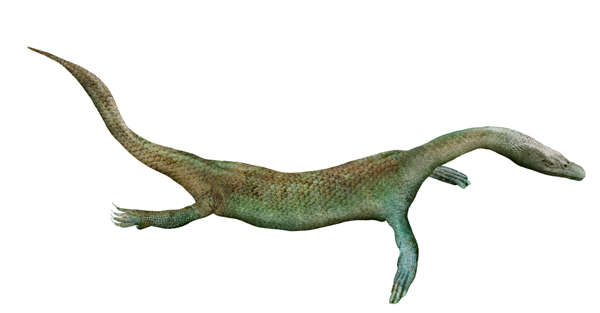 Nothosaur | Reptipedia | Fandom powered by Wikia