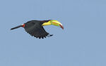 Keel-billed-toucan-flying