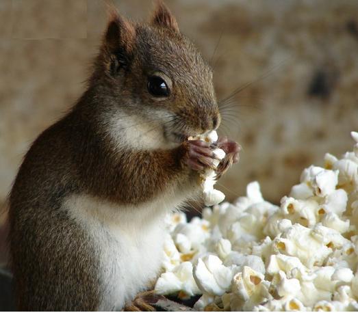 Image result for squirrel eating popcorn