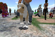 Pony Linden