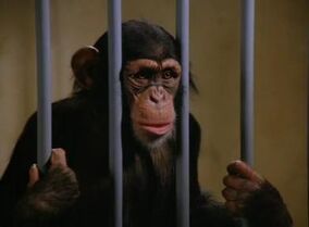 Innocent Primate