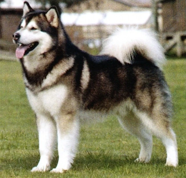 dog breeds alaskan malamute