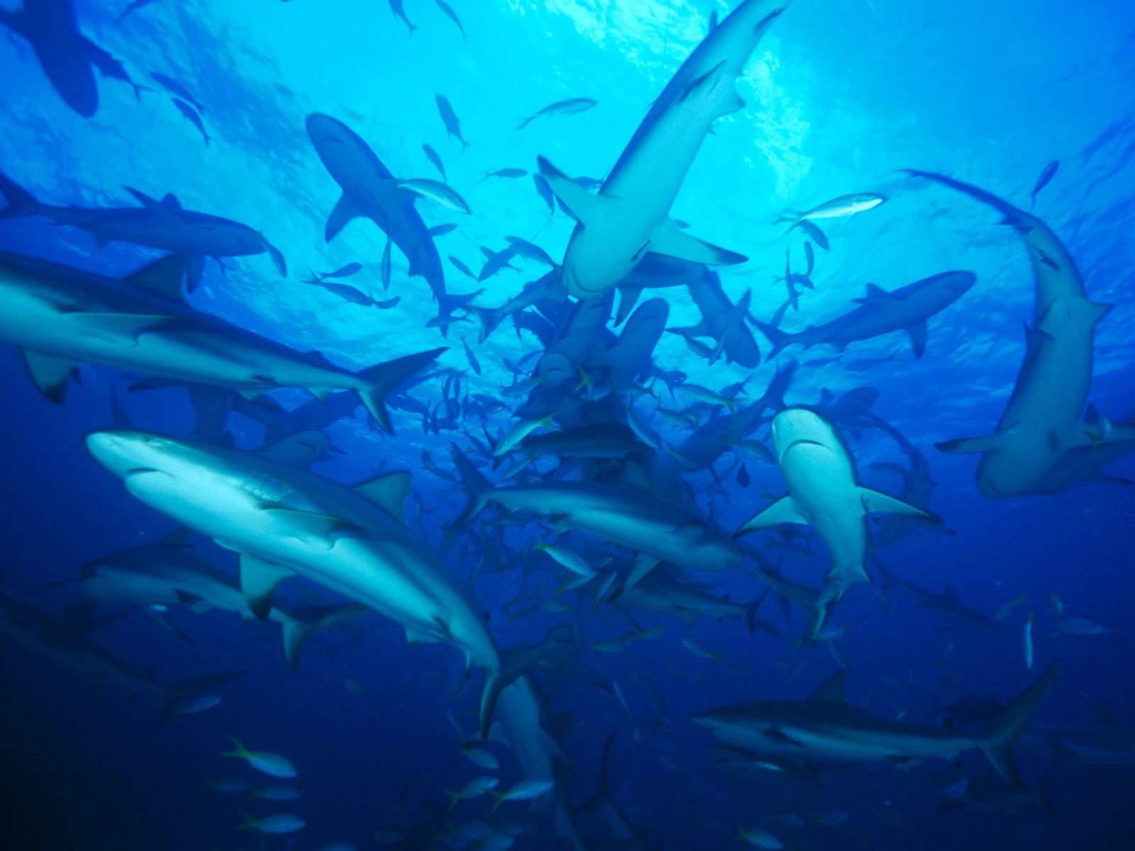 Image - Feeding-frenzy-sharks.jpg - Shark Wars (book) Wiki - Wikia