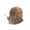 Caracoles
