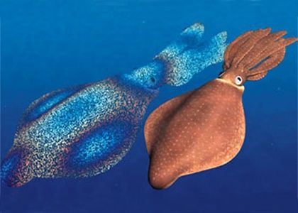 Rainbow squid | Speculative Evolution Wiki | FANDOM