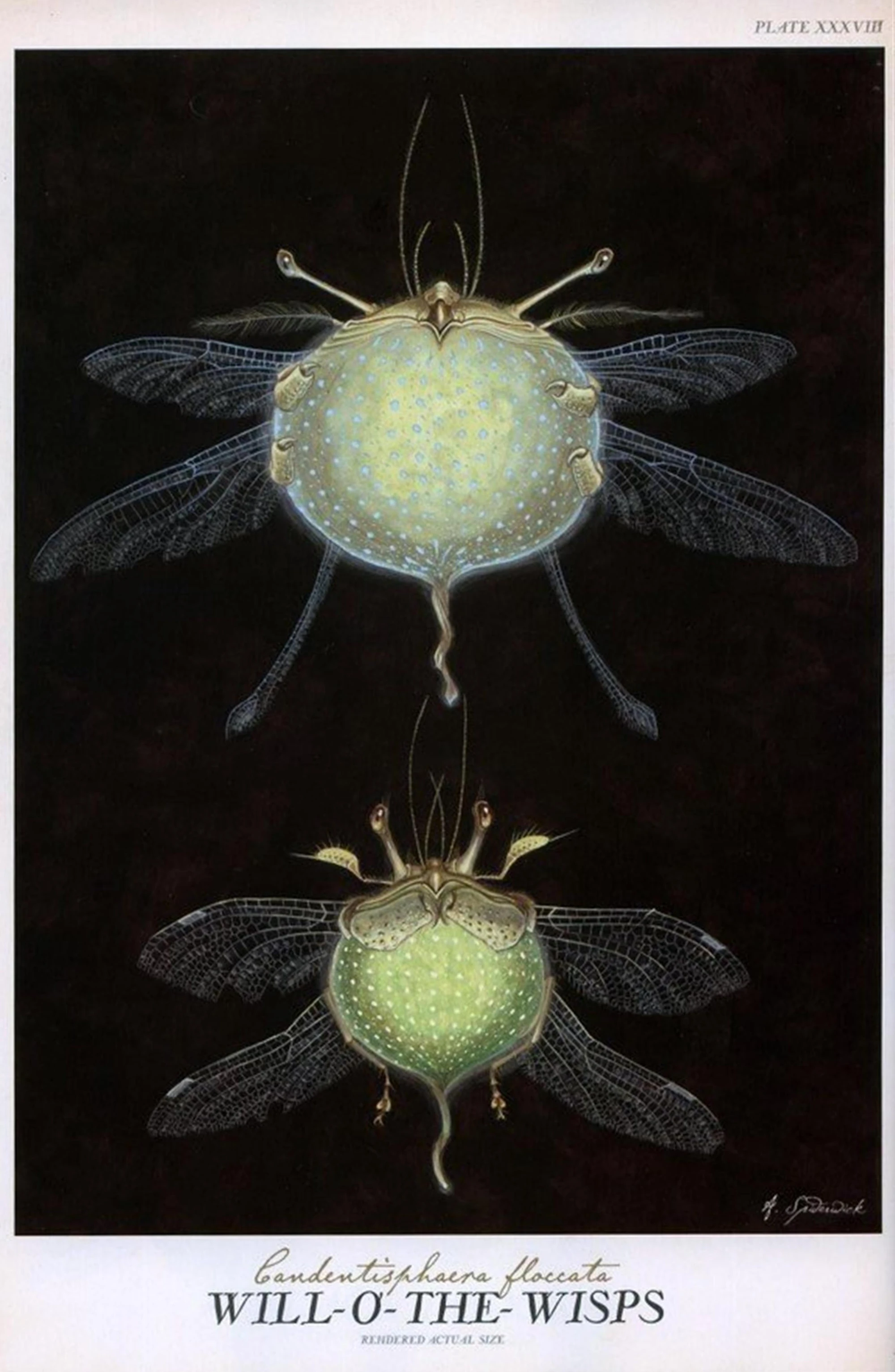 Willo'theWisp Spiderwick Chronicles Wiki FANDOM powered by Wikia