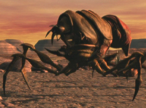 Blister Bug on Tophet