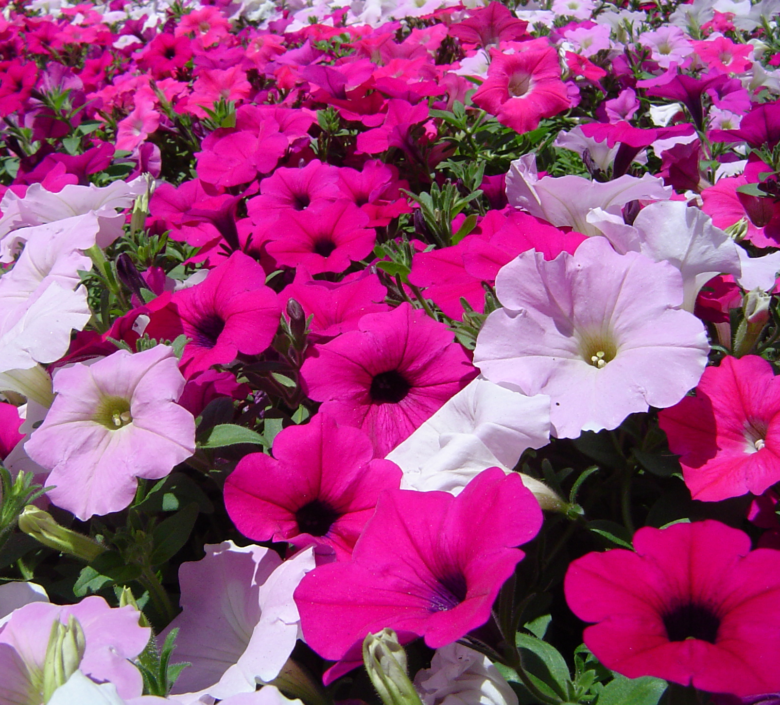 Petunia | Symbolism Wiki | FANDOM powered by Wikia