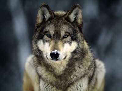 Grey-wolf 565 600x450