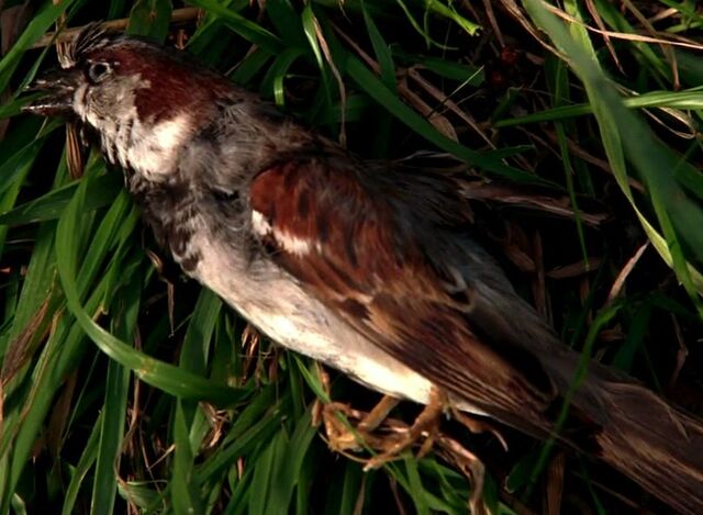 File:217-End-Bird.jpg