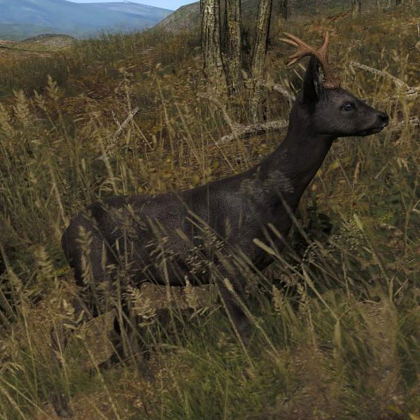 Image Species ROE B melanistic.jpg The Hunter Wikia Fandom