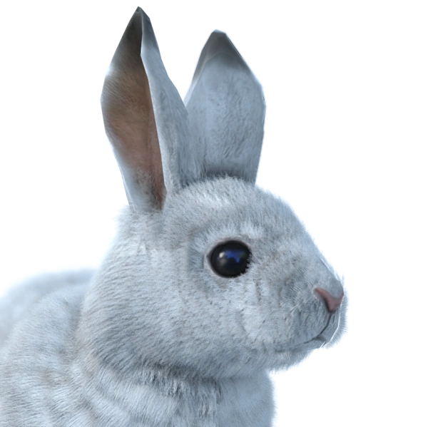 Image Snowshoe hare male common.png The Hunter Wikia FANDOM