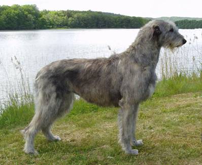 Granuaile S Dog Granuaile S Dog
