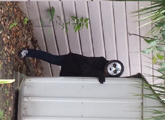 File:Proxy in my backyard asdnflasd.jpg