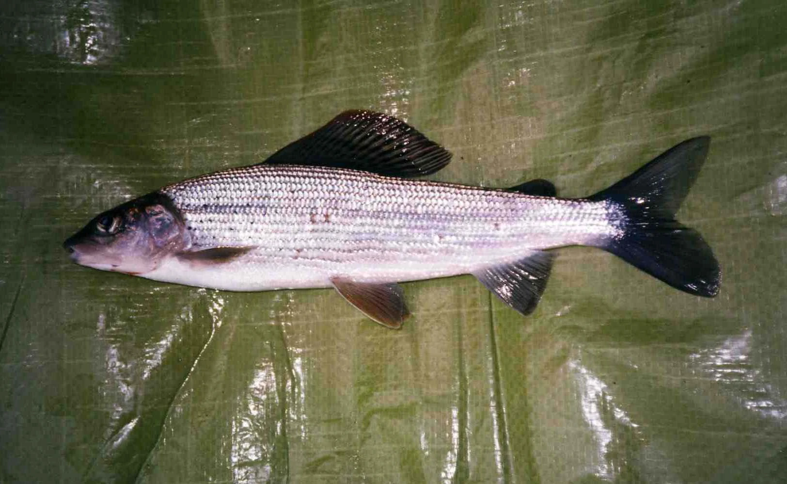 Grayling British Wildlife Wiki Fandom powered by Wikia