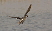 Pintail in Flight