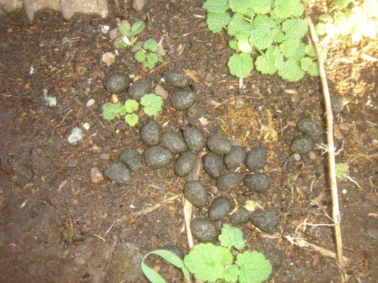 Mammal Droppings British Wildlife Wiki FANDOM powered by Wikia