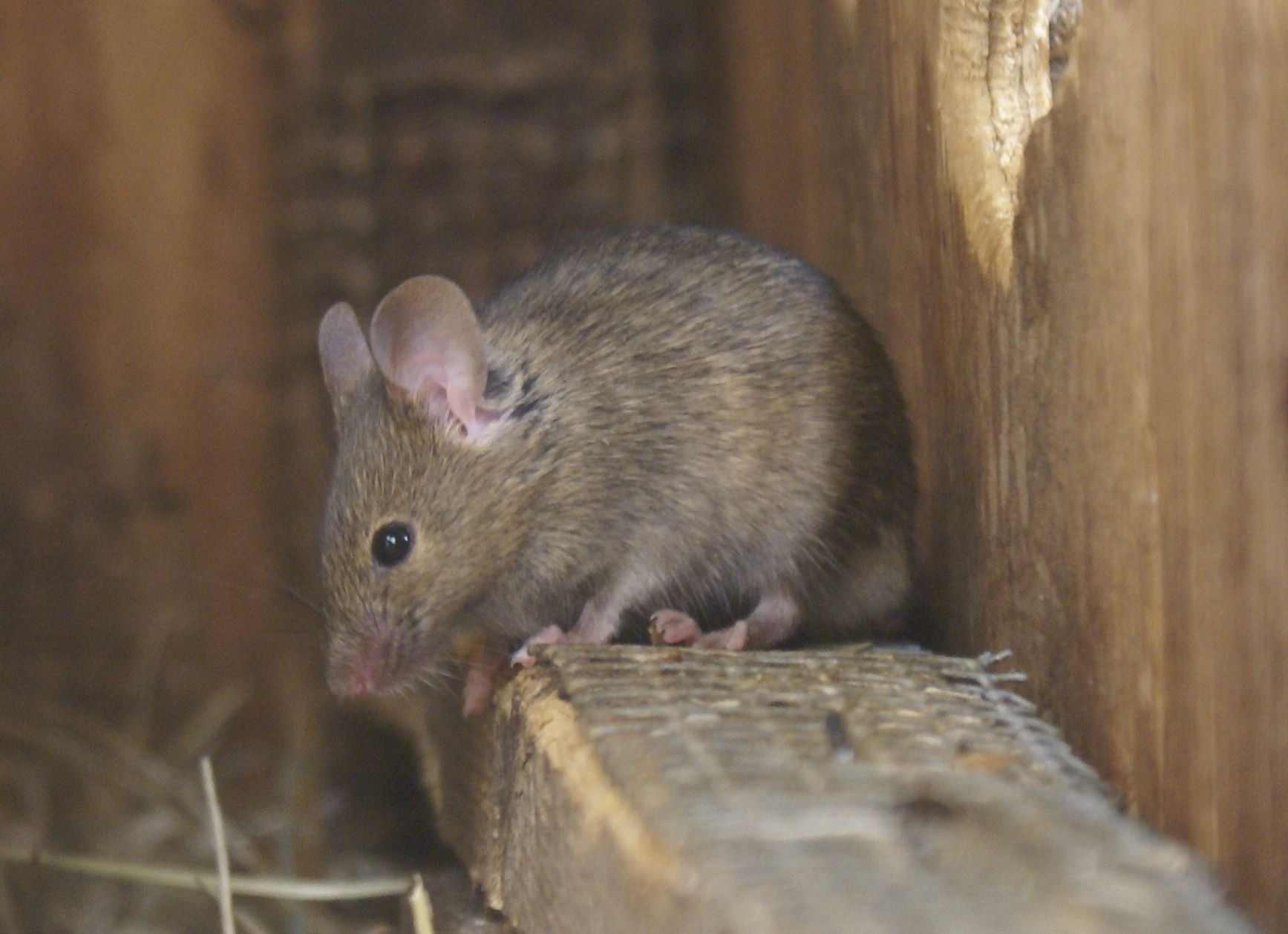 House Mouse British Wildlife Wiki FANDOM powered by Wikia